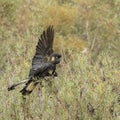 Yellow tailed black cockatoo in a hedge row in Australia. Royalty Free Stock Photo