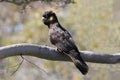 Yellow--tailed Black Cockatoo