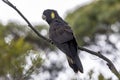 Yellow-tailed Black Cockatoo