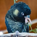 Yellow Tailed Black Cockatoo