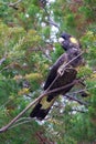 Yellow-tailed black cockatoo sitting in a tree Royalty Free Stock Photo