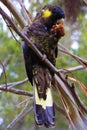 Yellow-tailed black cockatoo eating a nut Royalty Free Stock Photo