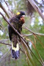 Yellow-tailed black cockatoo sitting in a tree Royalty Free Stock Photo