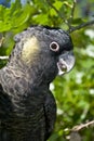 Yellow Tailed Black Cockatoo in Tree Royalty Free Stock Photo