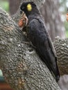 Yellow-tailed Black Cockatoo on tree branch, eating a pine cone