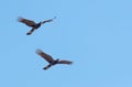 Yellow-tailed black cockatoo (Zanda funerea) in flight