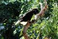 Yellow-tailed black cockatoo (Zanda funerea) sitting on a tree branch : (pix Sanjiv Shukla)