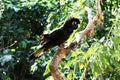 Yellow-tailed black cockatoo (Zanda funerea) sitting on a tree branch : (pix Sanjiv Shukla) Royalty Free Stock Photo