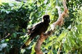 Yellow-tailed black cockatoo (Zanda funerea) sitting on a tree branch : (pix Sanjiv Shukla) Royalty Free Stock Photo