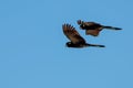 Yellow-tailed black cockatoos flying in the blue sky