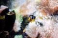 Yellow-tailed clownfish Amphiprion clarkii from the Pomacentridae family