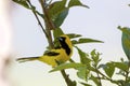 Yellow-tailed Oriole 843963