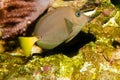Yellow Tailed Razor Surgeonfish
