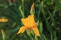 Yellow Tall Bearded Iris Flower Buds with bud.