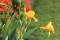 Yellow Tall Bearded Iris Flowers in the spring.