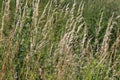 Yellow tall and dry grass on a green background Royalty Free Stock Photo