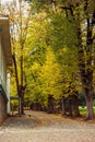 Yellow tall trees in the autumn park Royalty Free Stock Photo