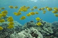 Yellow Tang Royalty Free Stock Photo