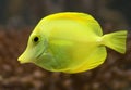 Yellow tang 3