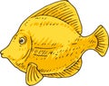 Yellow Tang. Zebrasoma Fish Royalty Free Stock Photo