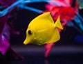 Yellow Tang in Captive Reef Aquarium