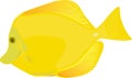 Yellow tang fish