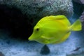 Yellow Tang Fish Royalty Free Stock Photo