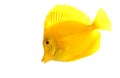 Yellow Tang fish