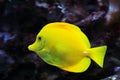 Yellow tang fish in aquarium Royalty Free Stock Photo