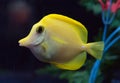 Yellow Tang fish in aquarium Royalty Free Stock Photo