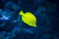 Yellow tang fish Royalty Free Stock Photo