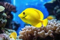 Yellow tang fish on coral reef