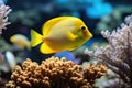 Yellow tang fish on coral reef Royalty Free Stock Photo
