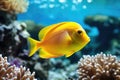 Yellow tang fish on coral reef Royalty Free Stock Photo