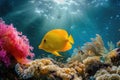 Yellow tang fish on coral reef Royalty Free Stock Photo