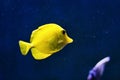 Yellow tang fish on deep blue backgroud