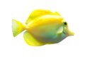 Yellow tang fish isolated on white Royalty Free Stock Photo