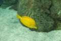Yellow tang fish, Zebrasoma flavenscens Royalty Free Stock Photo