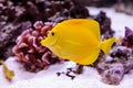 Yellow tang fish, Zebrasoma flavenscens Royalty Free Stock Photo