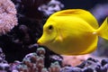 Yellow tang fish, Zebrasoma flavenscens Royalty Free Stock Photo