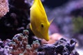 Yellow tang fish, Zebrasoma flavenscens Royalty Free Stock Photo