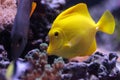 Yellow tang fish, Zebrasoma flavenscens Royalty Free Stock Photo