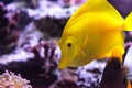 Yellow tang fish, Zebrasoma flavenscens Royalty Free Stock Photo