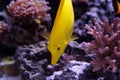 Yellow tang fish, Zebrasoma flavenscens Royalty Free Stock Photo