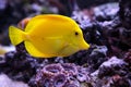 Yellow tang fish, Zebrasoma flavenscens Royalty Free Stock Photo