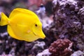 Yellow tang fish, Zebrasoma flavenscens Royalty Free Stock Photo