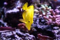 Yellow tang fish, Zebrasoma flavenscens Royalty Free Stock Photo