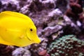 Yellow tang fish, Zebrasoma flavenscens Royalty Free Stock Photo