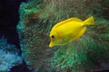 Yellow tang fish, Zebrasoma flavenscens Royalty Free Stock Photo