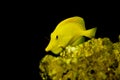 Yellow Tang fish - Zebrasoma flavescens Royalty Free Stock Photo